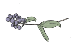 Ingredient Image