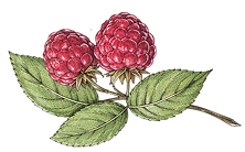Ingredient Image