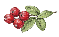 Ingredient Image