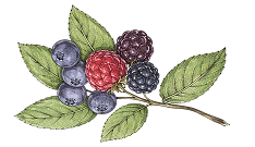 Ingredient Image